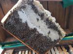 Пчеломатки карпатка. Бджоломатки карпатка - Продажа объявление в Ужгороде