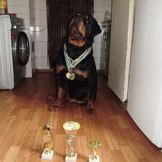 Продам щенков ротвейлера от чемпиона - фотография