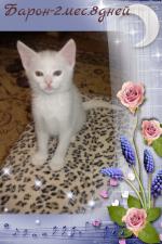 белый котик с документами - Продажа объявление в Мариуполе