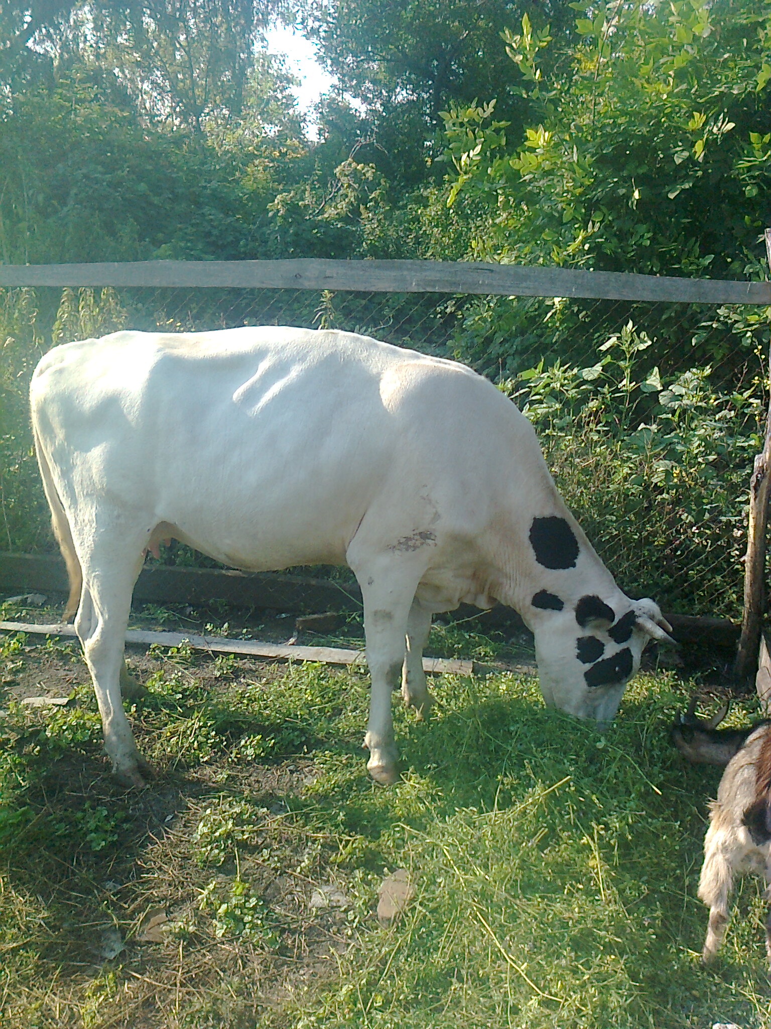 Продам корову - фотография