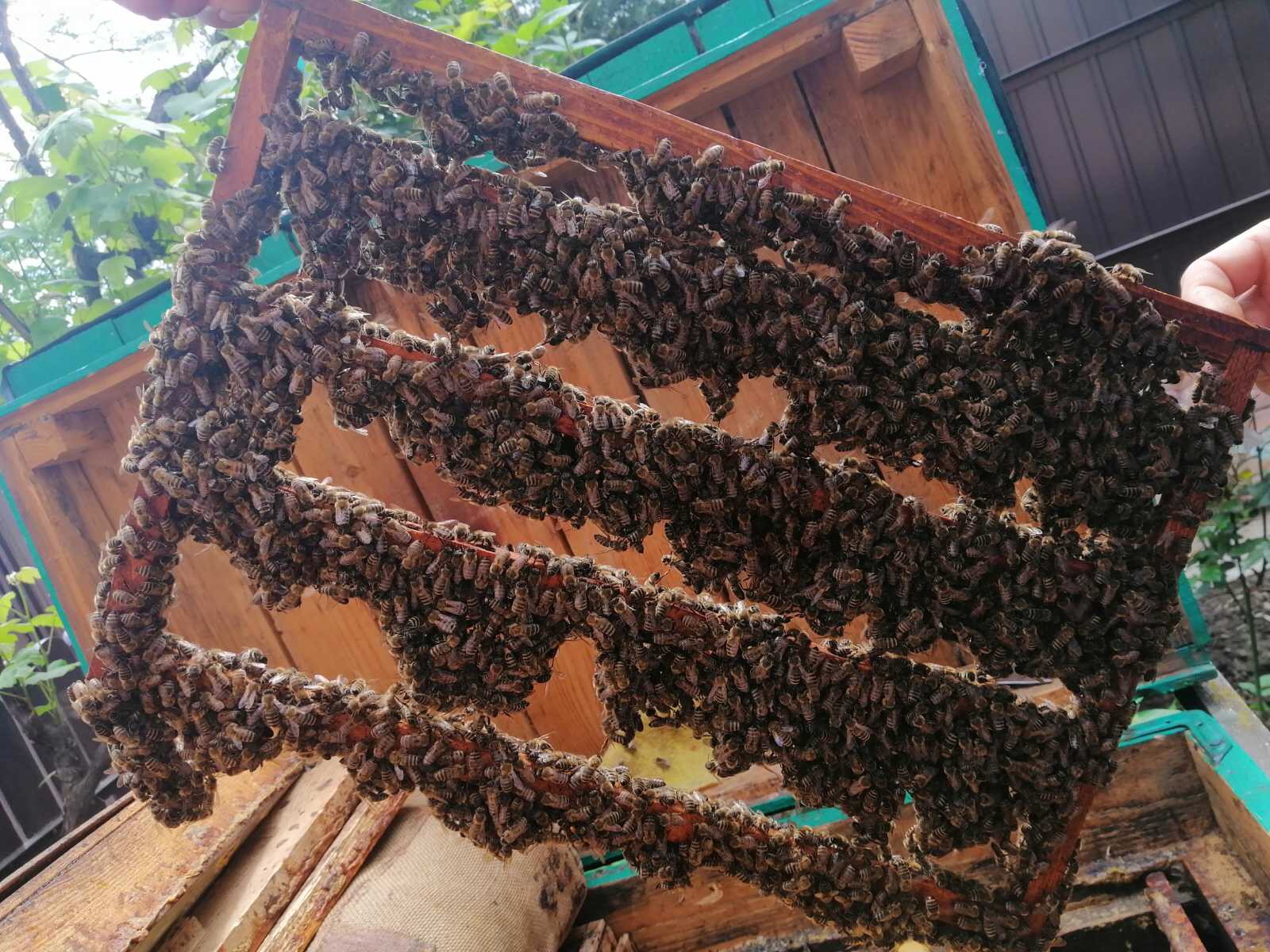 Пчелиные матки. Бджоломатки - фотография