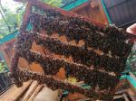 Пчелиные матки. Бджоломатки - Продажа объявление в Мукачеве
