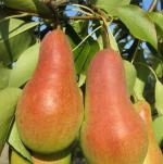 Продам саженцы груши и яблони - Продажа объявление в Житомире