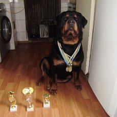 Продам щенков ротвейлера от чемпиона - фотография