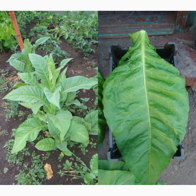 Семена табака. табак  - фотография