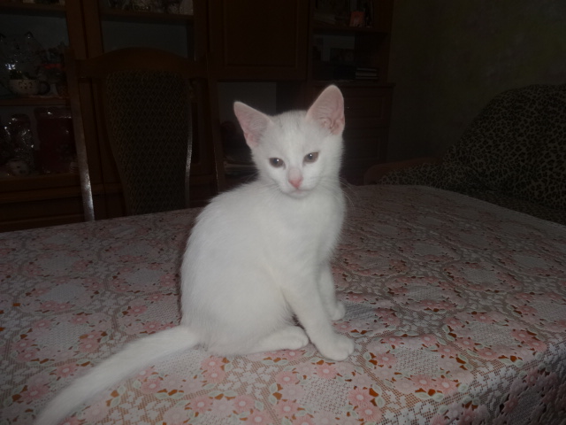белый котик с документами - фотография