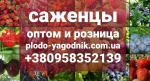 Саженцы яблони,груши,персика,сливы,абрикос  - Продажа объявление в Артемовске