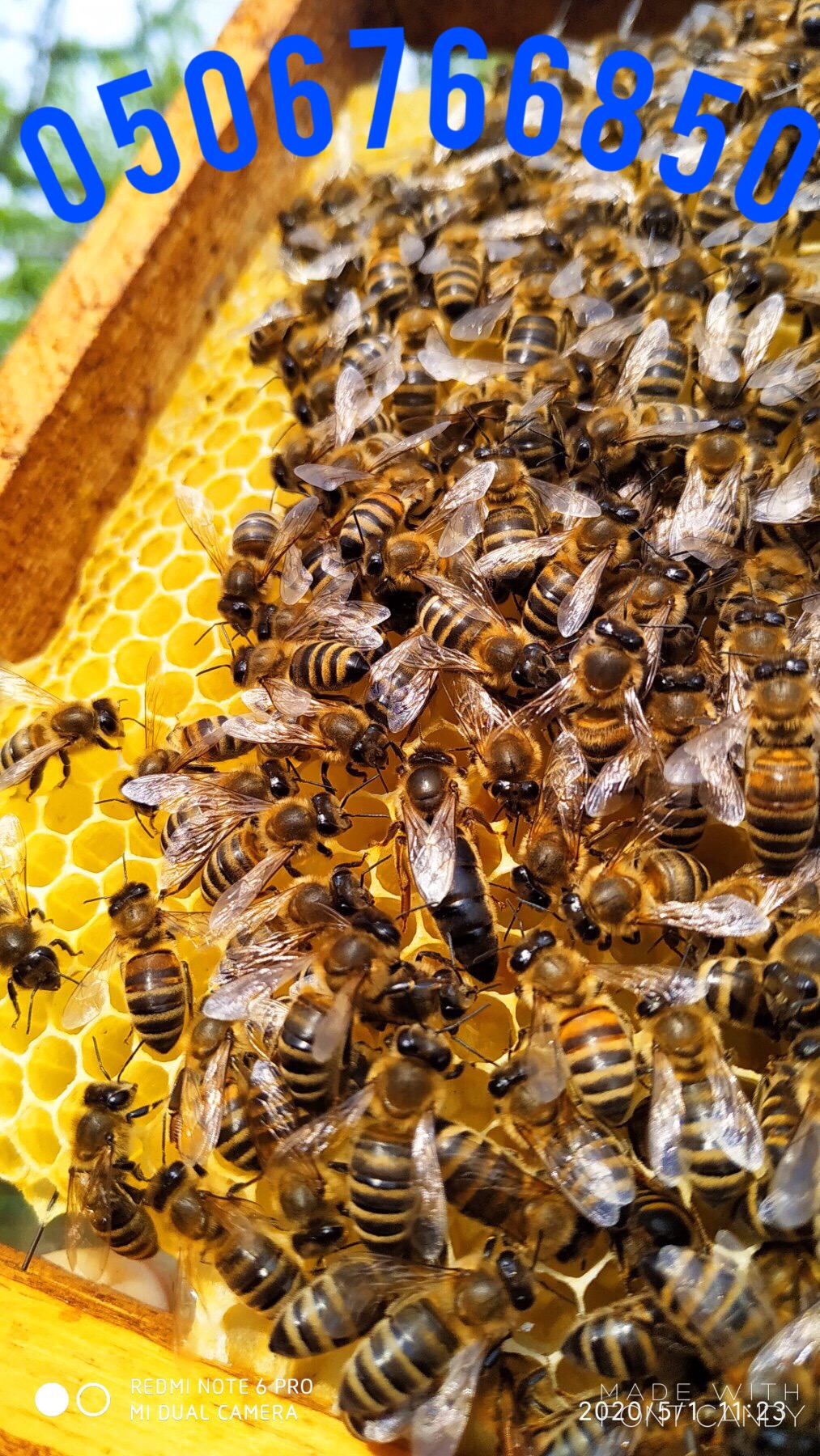 Пчелиные матки. Бджоломатки - фотография